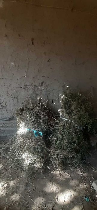 Беда боглам 400 тача бор