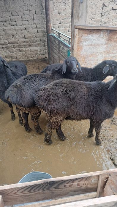 4 бас ұрғашы тоқты сатылады