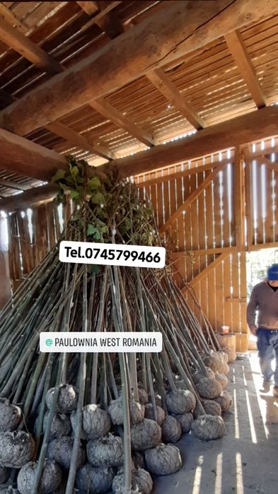 Trimitem în țară copăcei și butași Paulownia,creștere rapidă 3-5m/an