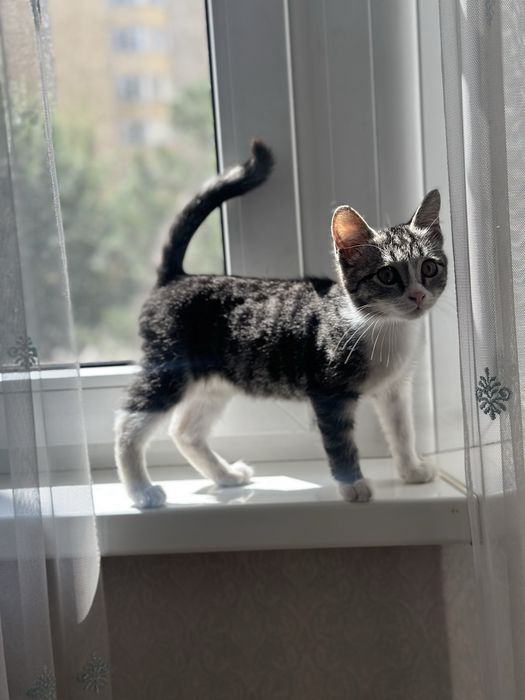 котенок девочка 3 мес