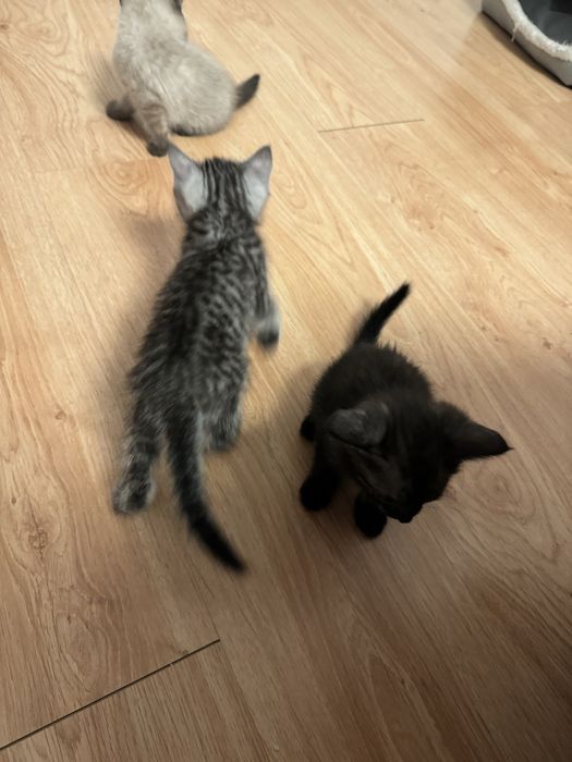 Отдам котят в хорошие руки