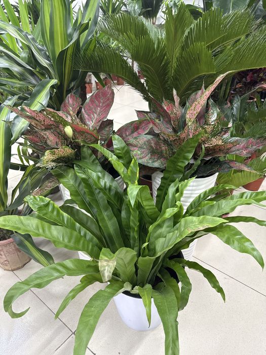 Комнатные растения по самым низким ценам