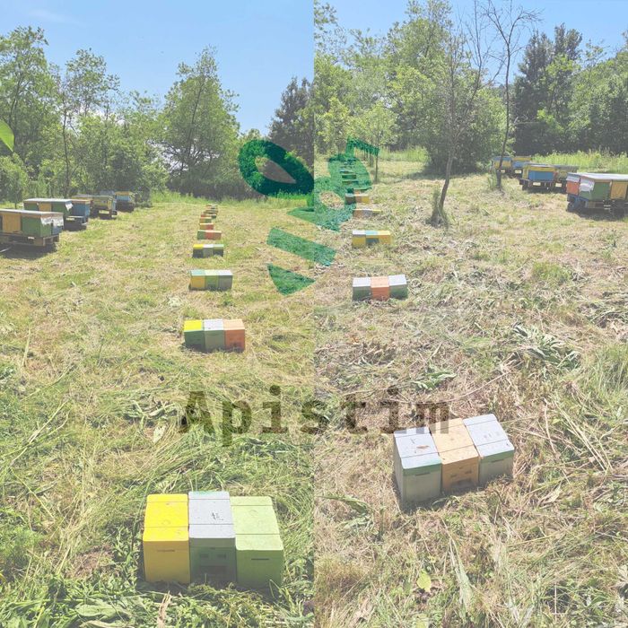 Precomenzi matci Buckfast imperecheate 2025 (10+1)