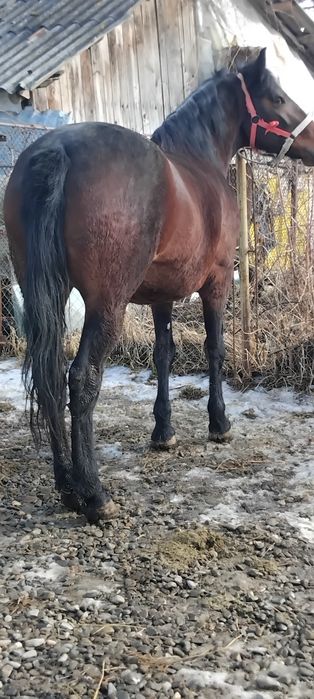 Vând iapa de 3 ani foarte cuminte curata la picioare se probează cum d