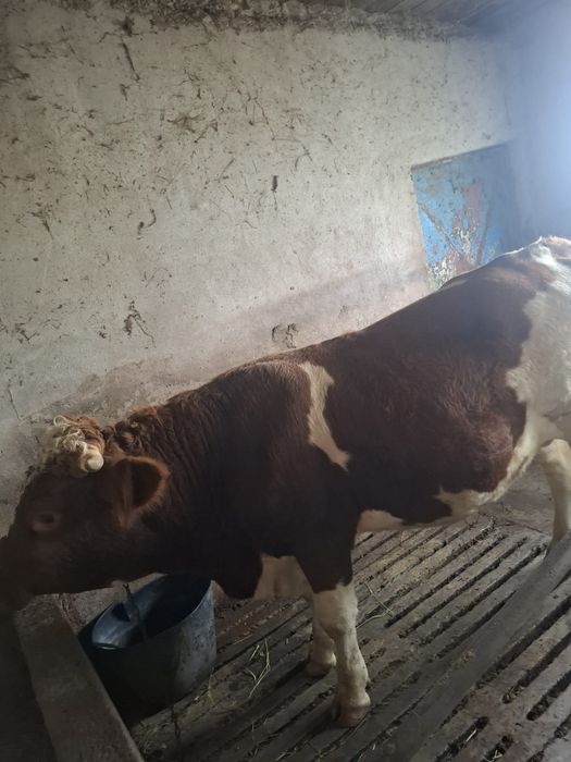 Taur de vanzare motat