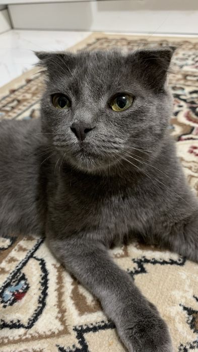 кот британски смешаный с шотланским
