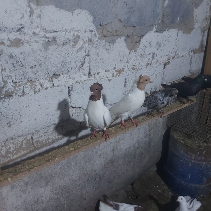 Сарыбас Кызылбас чубати пара