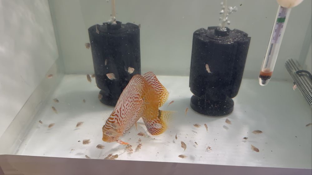 Se vinde pereche discus confirmata