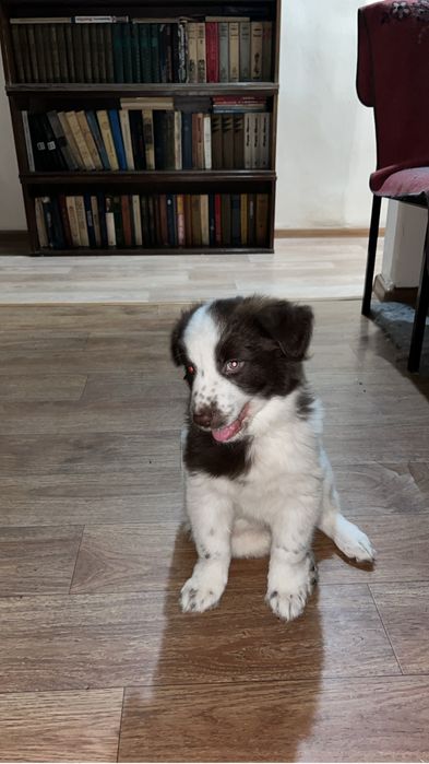 Отдам щенка мальчик