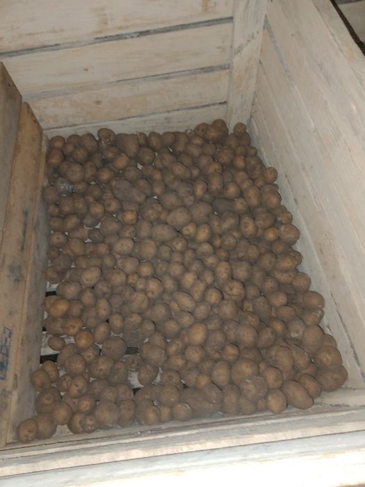 Продам картошку на посадку