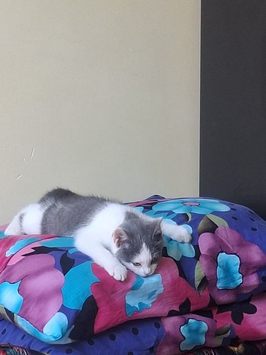 Продаётся котёнок девочка