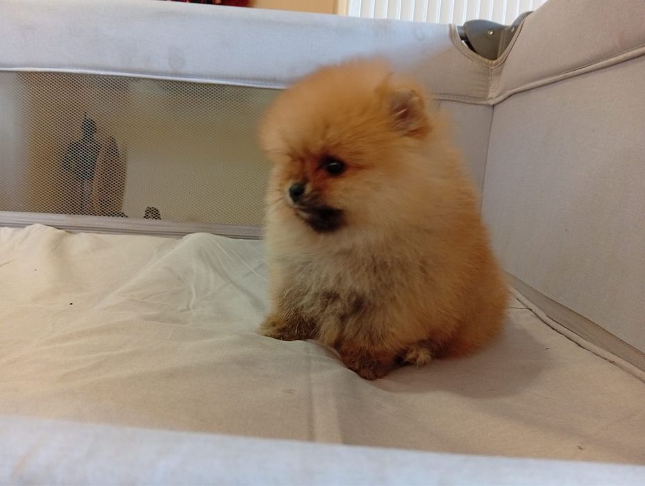 Pomeranian baietel