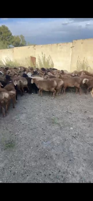 Продам МРС, баран, овец
