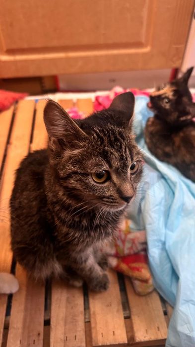 Одам в добрые руки