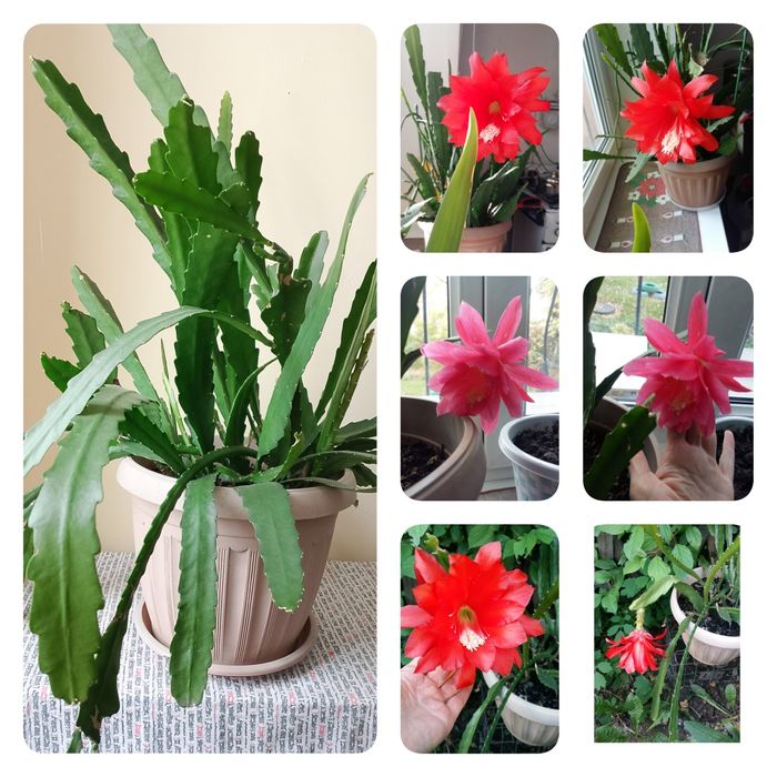 Эпифиллум Акермана