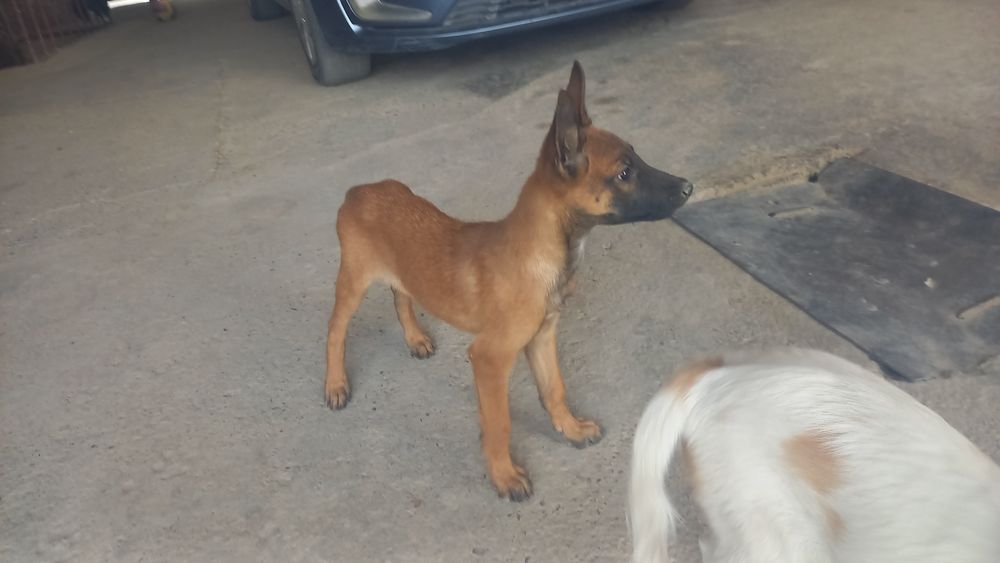 Бельгийский овчарка малиноа