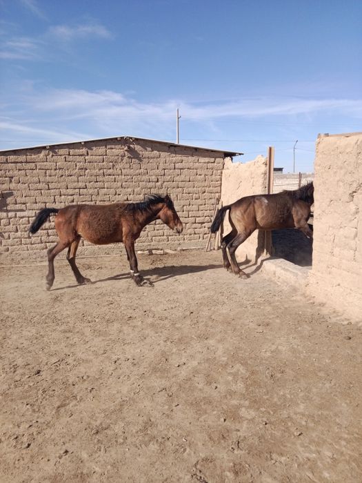 Жылқылар сатылады