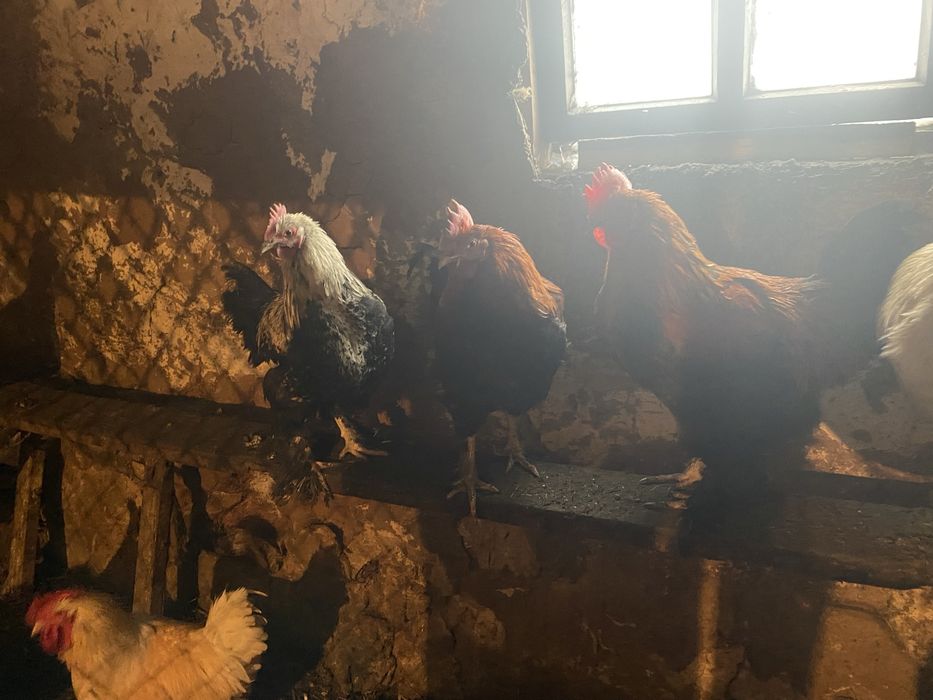 Петухи —-молодые