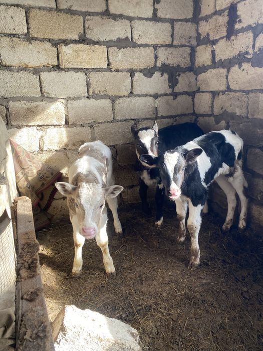 Продам гольштейн бычки 200000тг