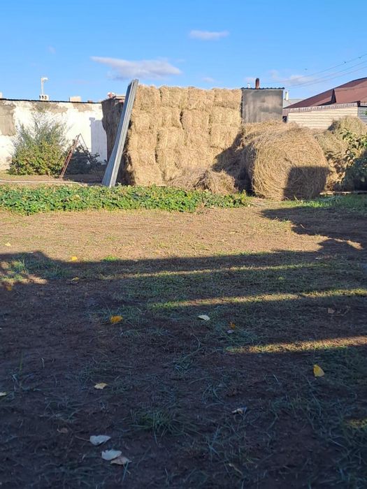 Сено в тюках житняк Кенжеколь