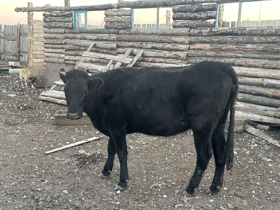 ародам   две полтарашки
