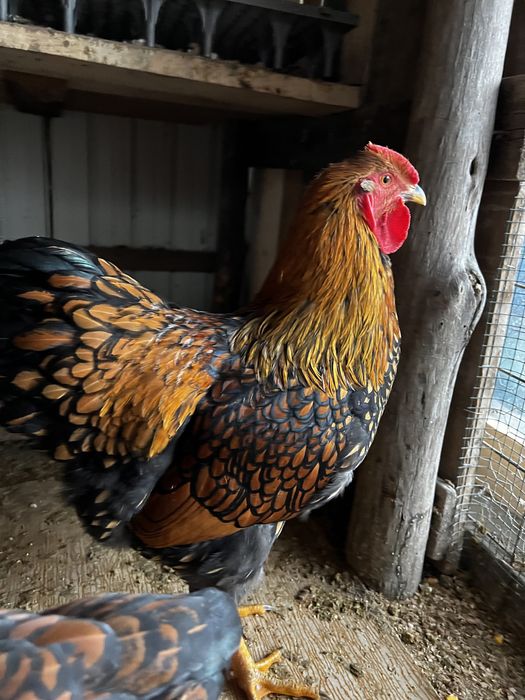 Cocosi Wyandotte GSG argintiu rosu negru albastru auriu 2025