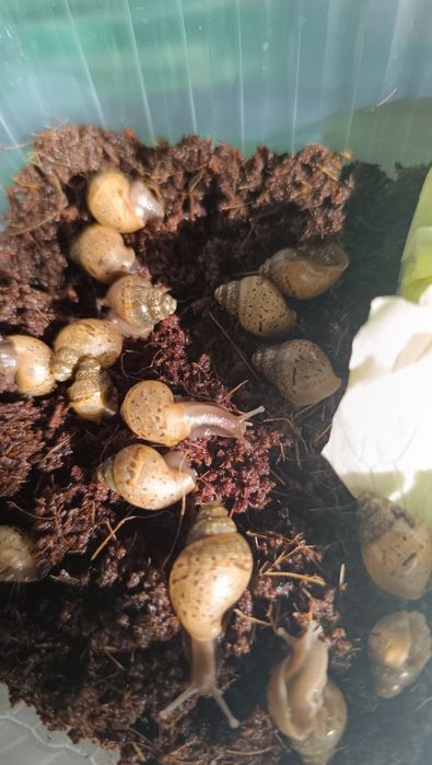 Продам маленьких улиток ахатин