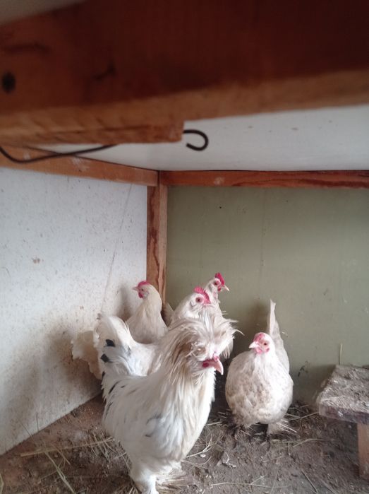 Японлар сотилади