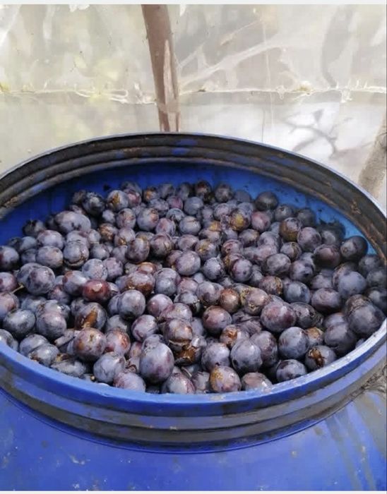 Vand prune de tuică