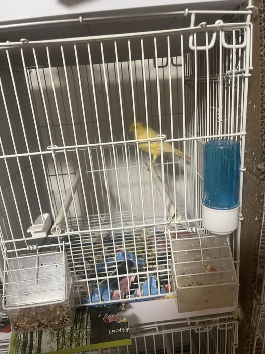 Canari cauta alta casa