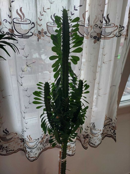 Planta apartament euphorbia trigona