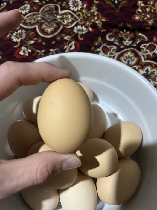 домашнее яйцо uy tuxumi
