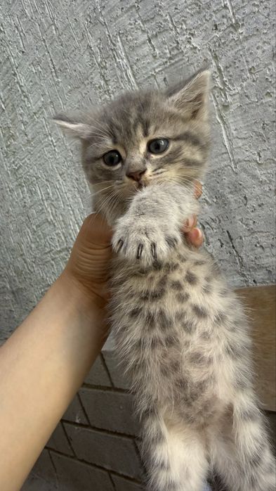 Котята родились 7 апреля