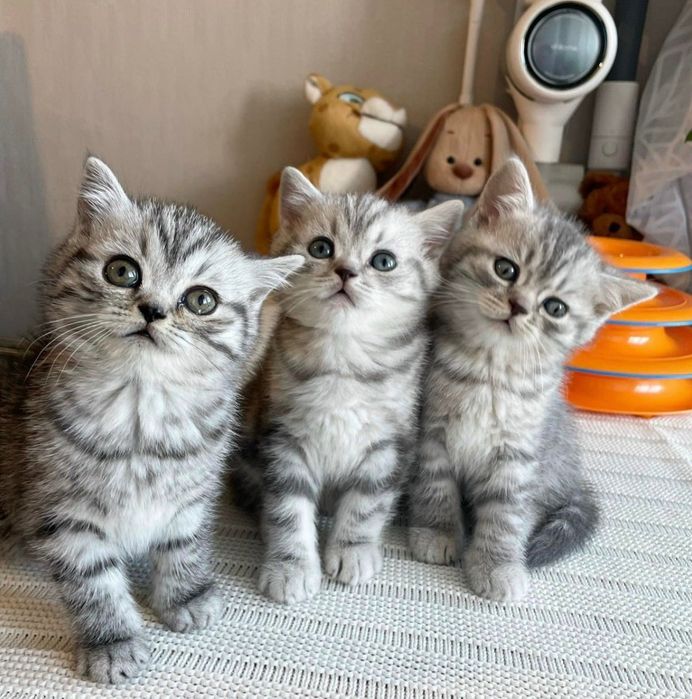 Прекрасные Котятки