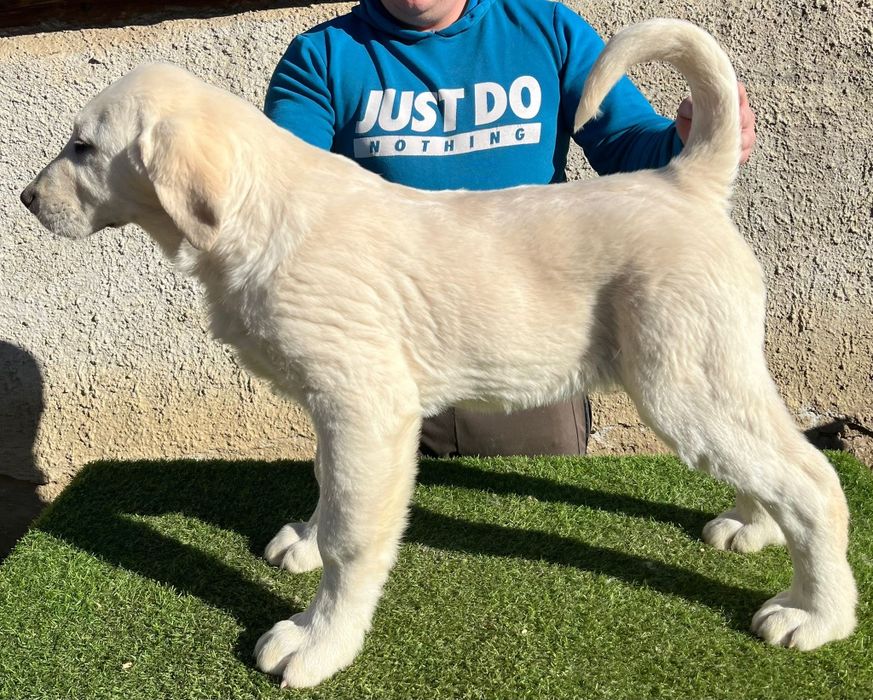 Catel Ciobanesc de Asia Centrala