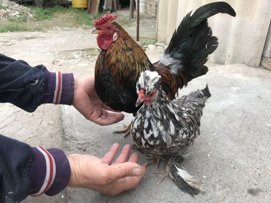 Карликовые куры     .