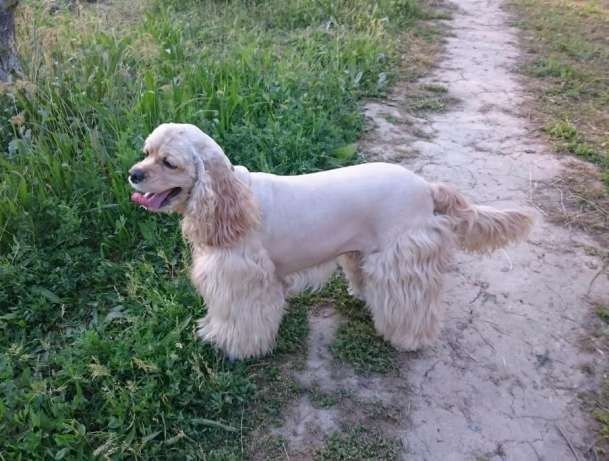 Новая мощная зоо-машинка "Codos" для лёгкой  стрижки любых собак/кошек