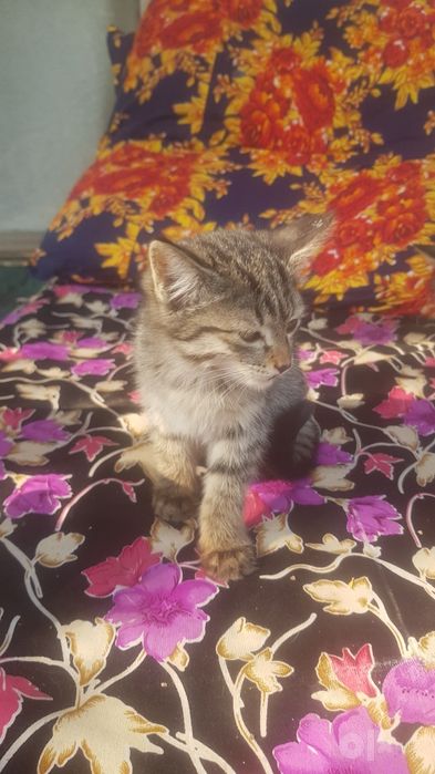 Котята в добрые руки, цена символичиская для корма