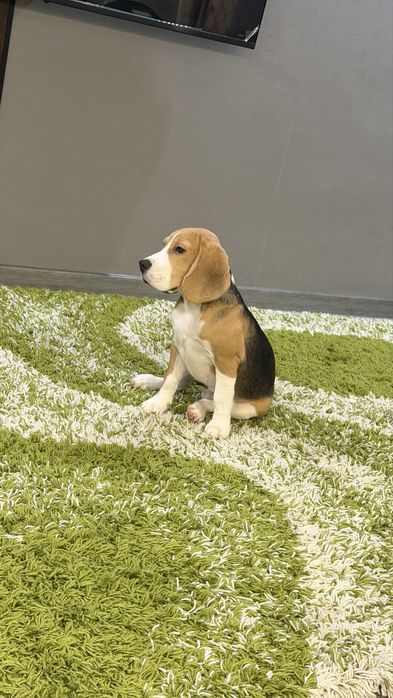 Породистый щенок Бигль