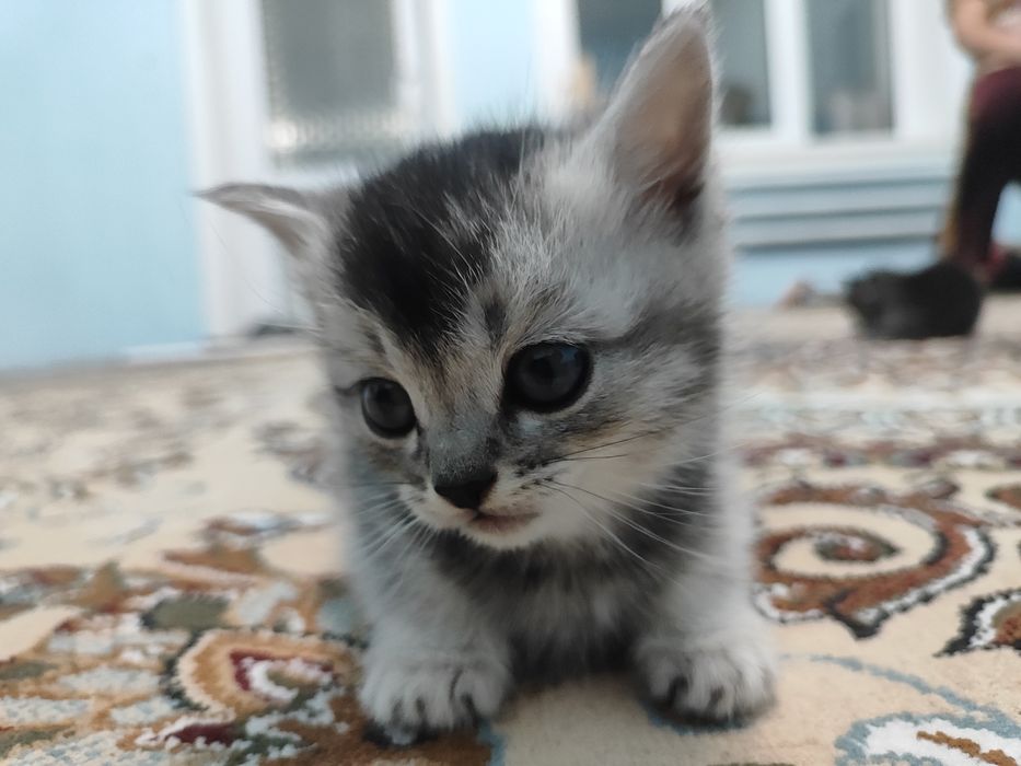 Продаются котята