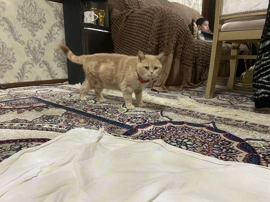 Кошка короткошерстная британка