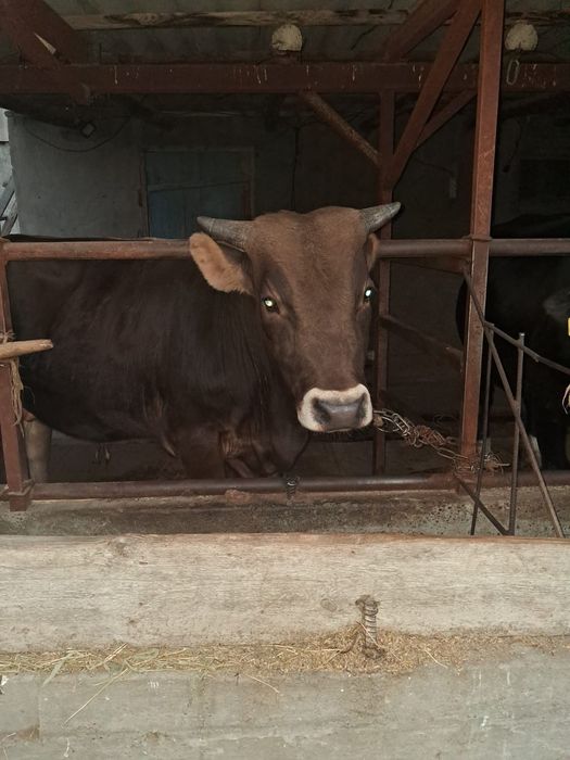 Бык год и 4 месяца