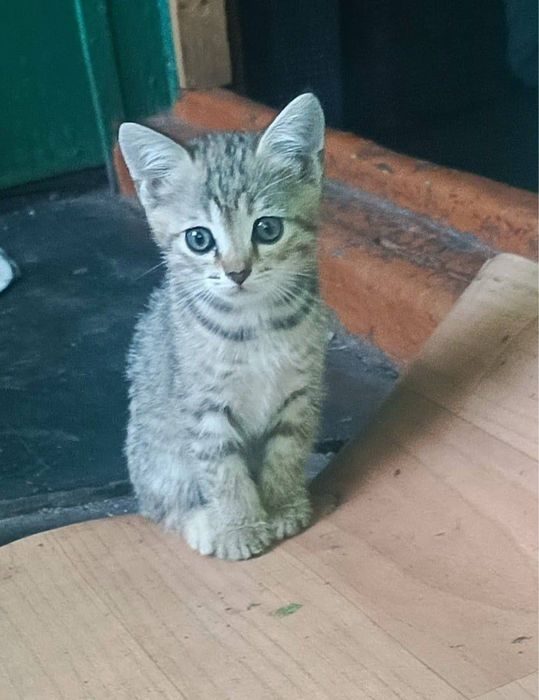 Отдам котят ………….