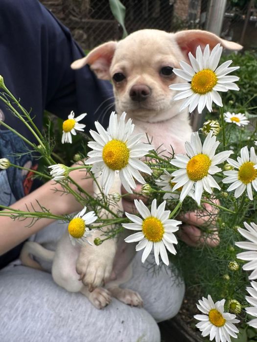 Щеночки чихухуа и папильон