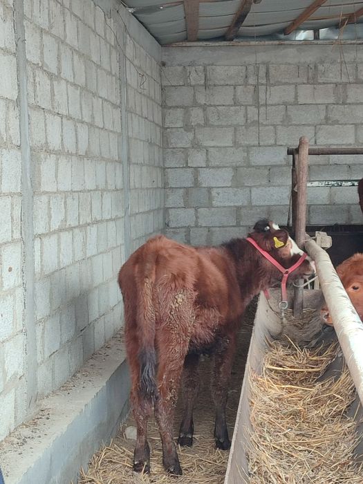 Ğunojincha sotiladi