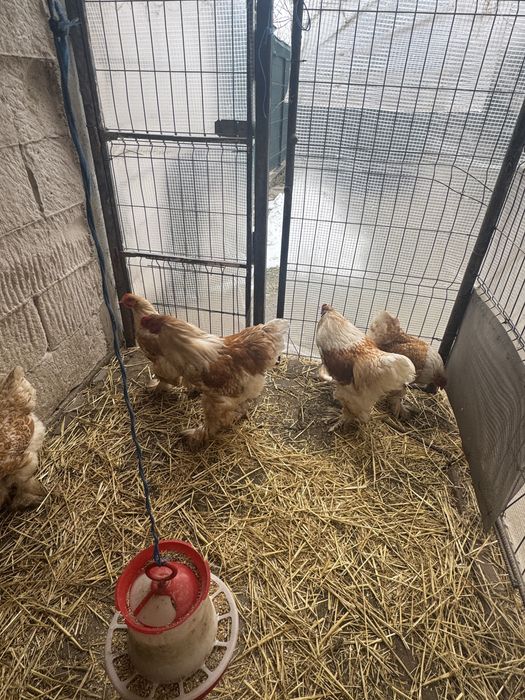 Vand cucosi brahma portelan /lemon