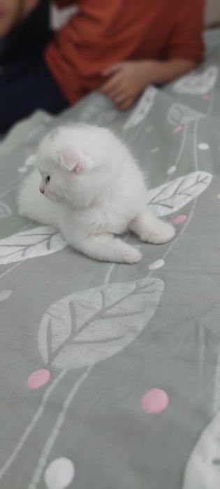 Кошка Веслоухая мама ребёнок
