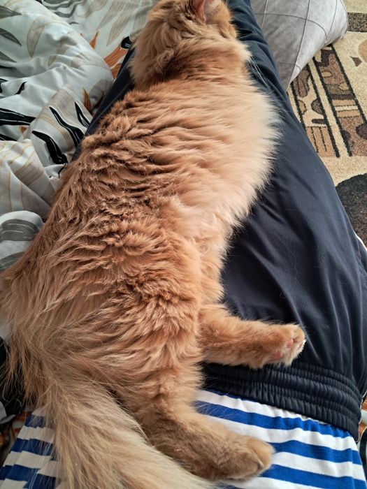 Отдам кошку с котёнком