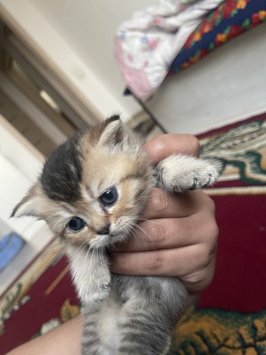 Mushuklar sotiladi Scotish Fold 1 oylik