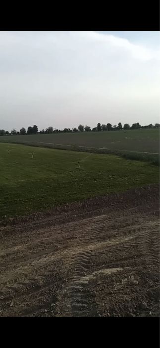 Спринклер ( sprinkler ) | fantan | optom